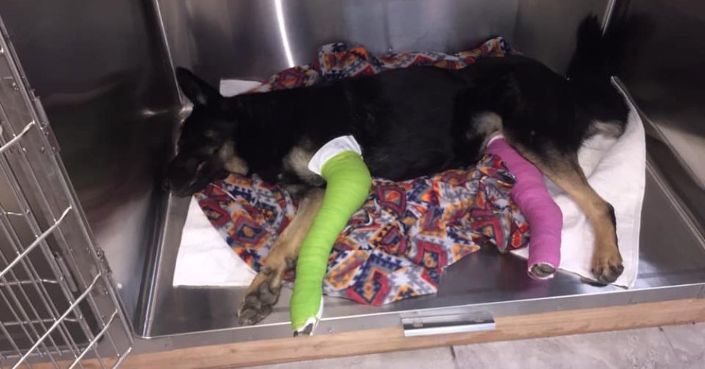Stray Dog Stays With Severely Injured Pregnant Canine By Roadside