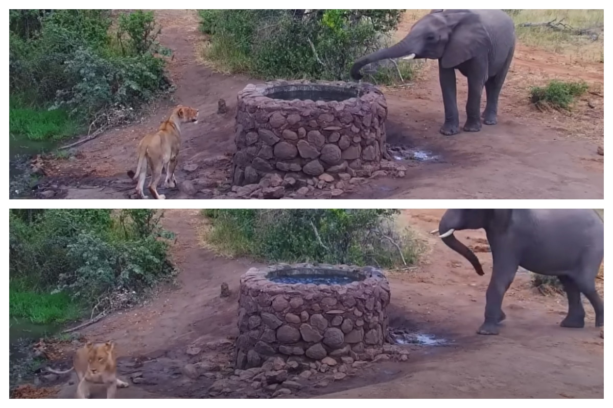 Elephant's Smart Move: Watering A Thirsty Lion At The Well From A Safe Distance