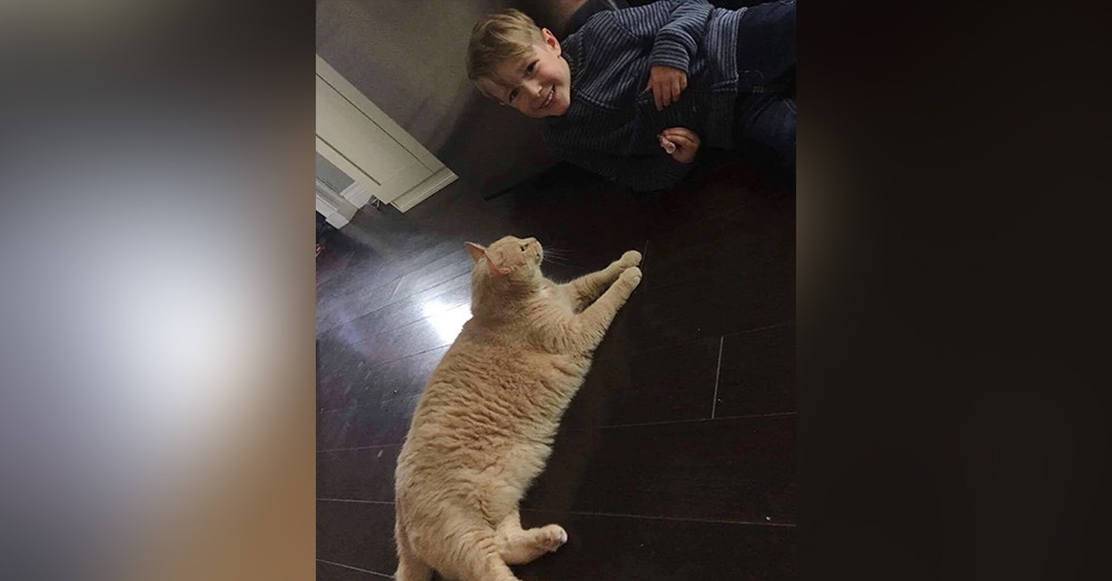 Compassionate Decision: Young Boy's Selection At The Shelter - A 10-Year-Old XL Ginger Cat